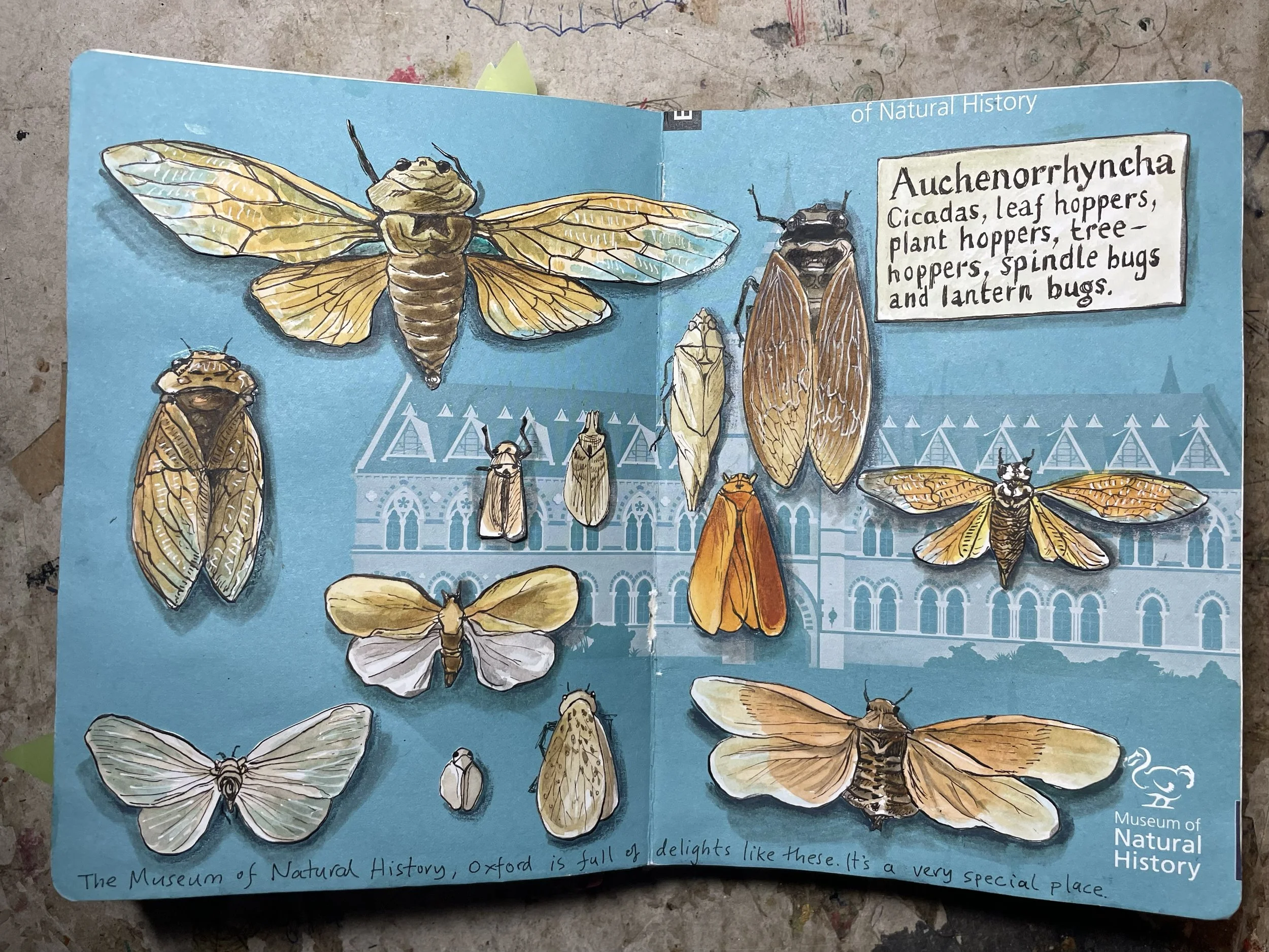 NAT HIST CICADA PAGE.jpg