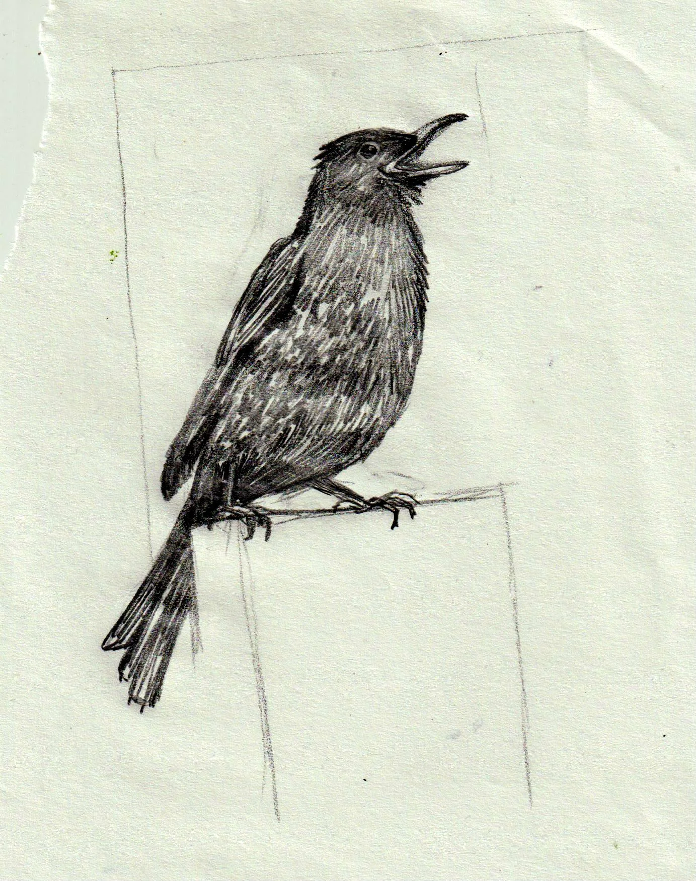 sketch of a blackbird 