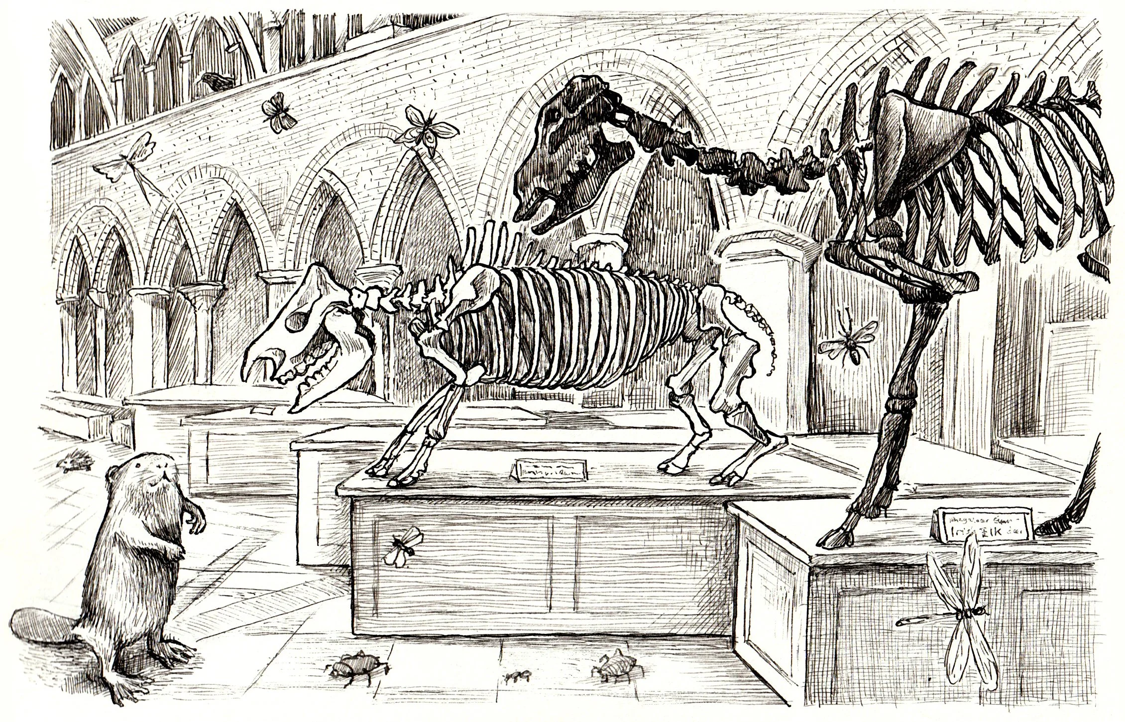 RHINOCEROS scan slideshow.jpg