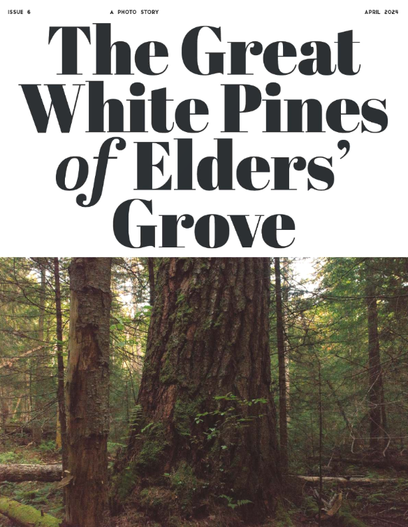 Issue 6: The Great White Pines of Elders' Grove
