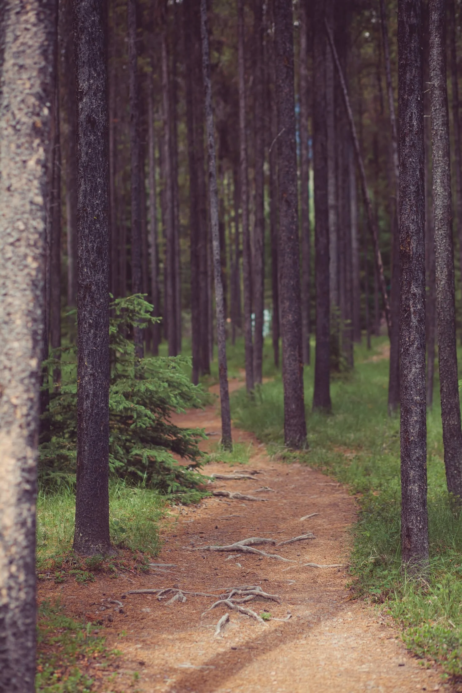 A dirt trail winds through a dense forest of tall pine trees with lush green grass and bushes along the sides.