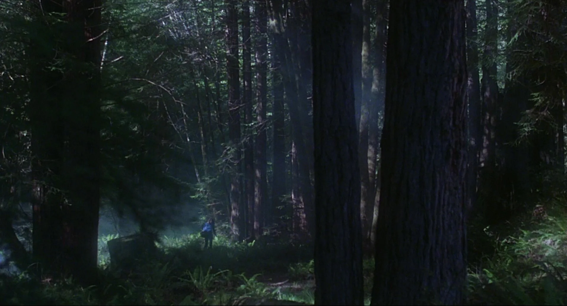 A woman walks alone in the woods