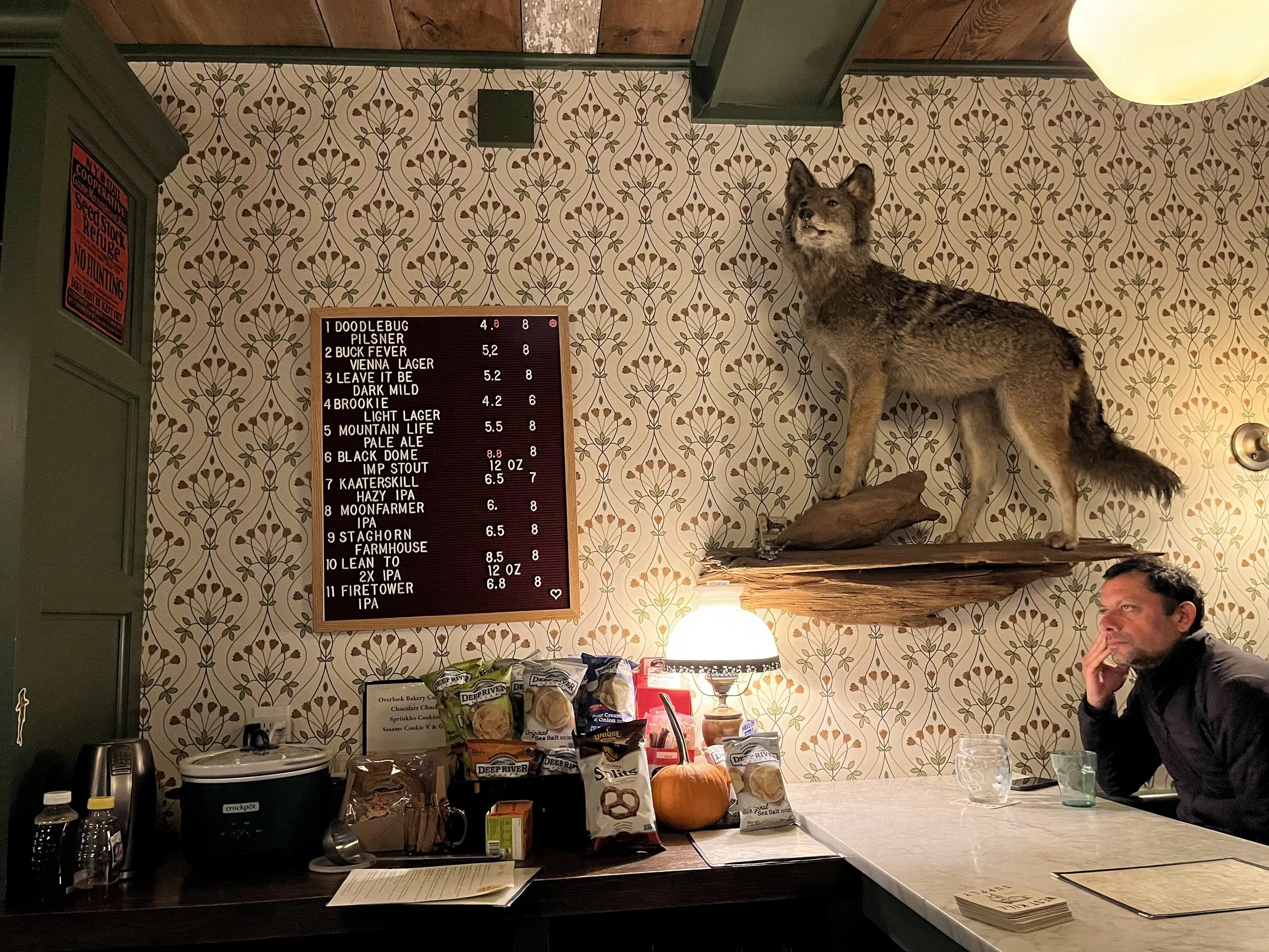 A taxidermied wolf on a wall at a bar. Someone sits beneath it at the bar counter