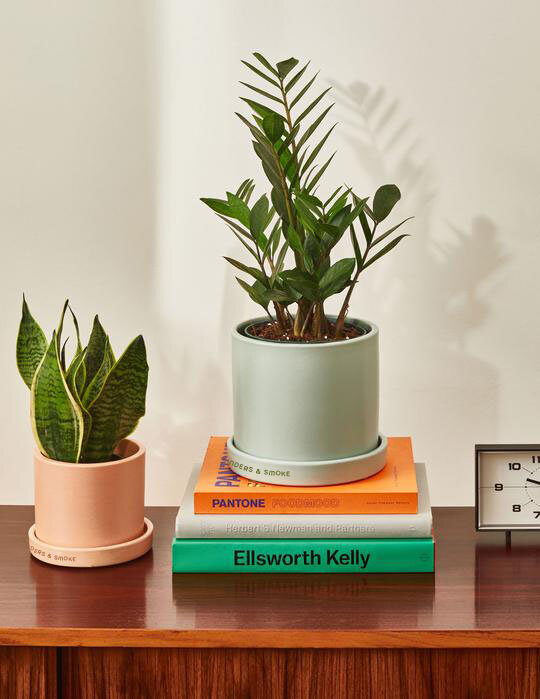 the-sill_plant-parenting-intro_variant_01_5f70165a-89a0-436b-b3ee-7005b7bc5cd0_540x copy.jpg