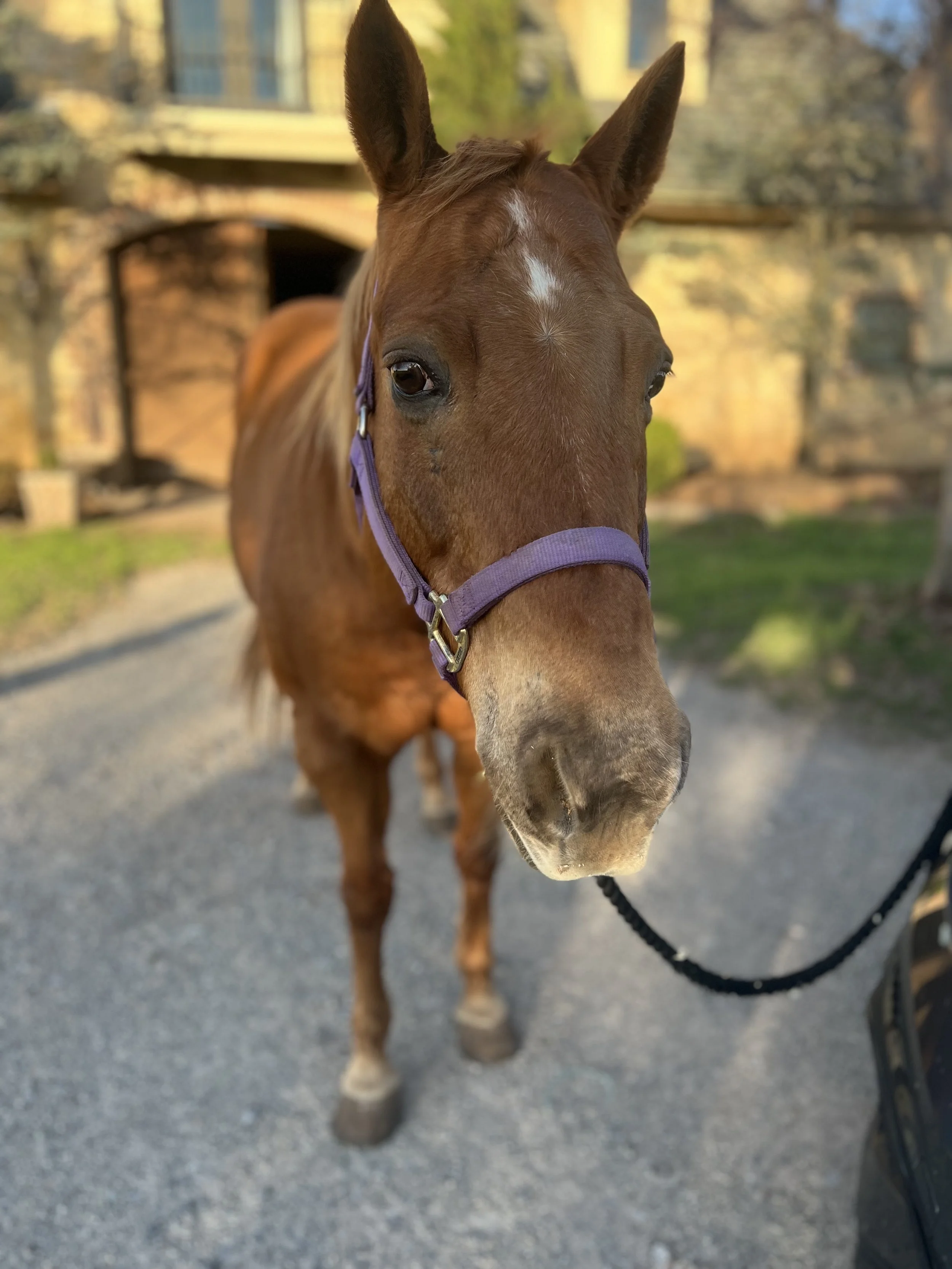 gypsy headshot better angle.jpg