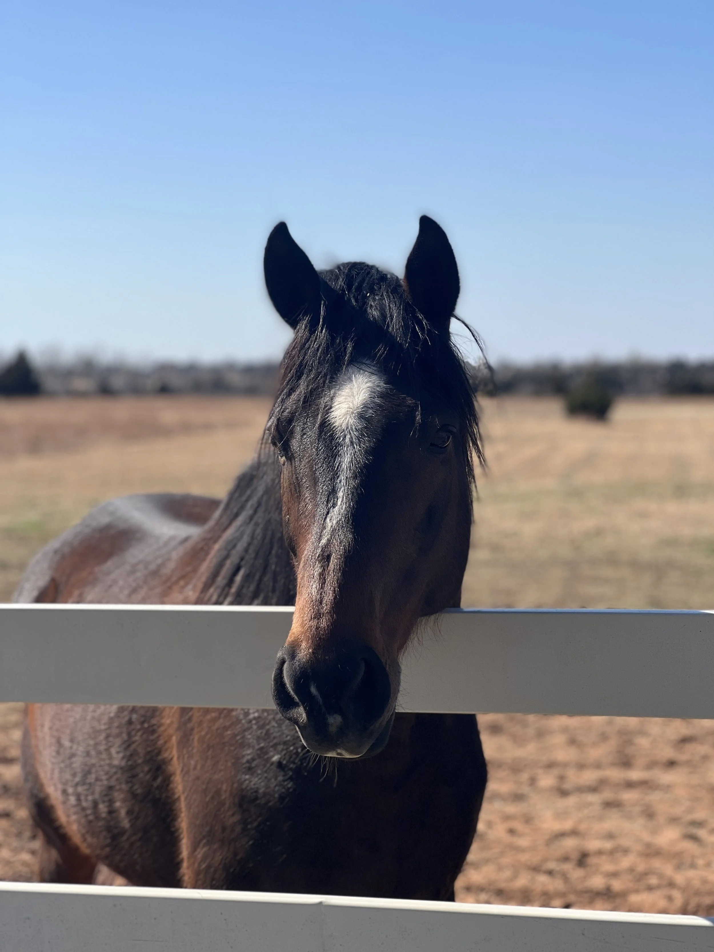 Chili front profile no name.JPEG