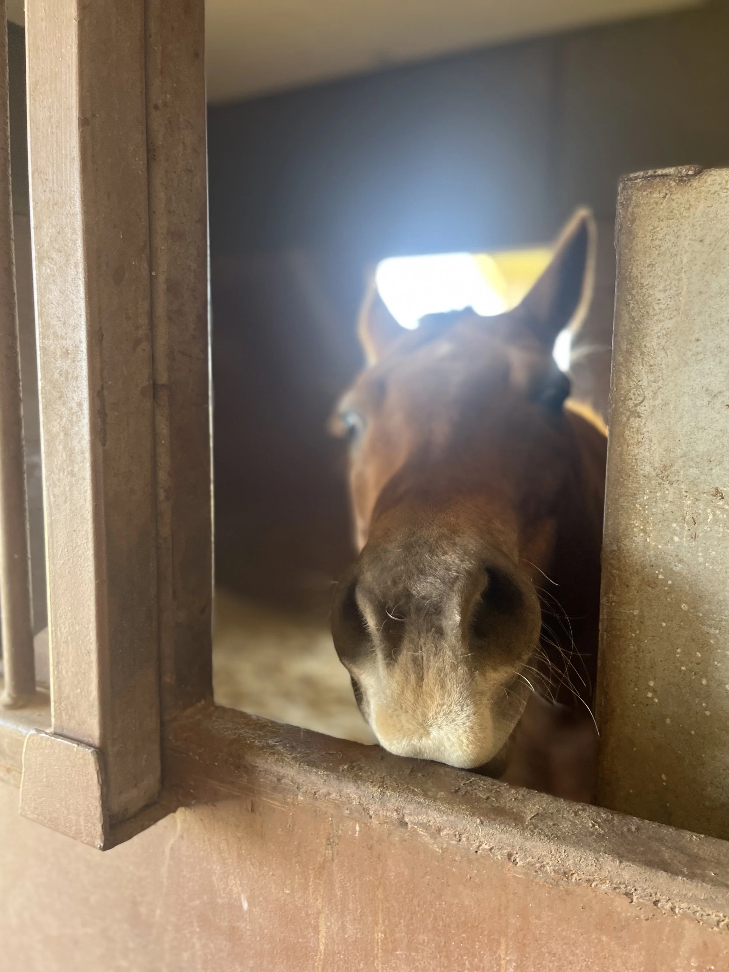 gypsy being silly..jpg