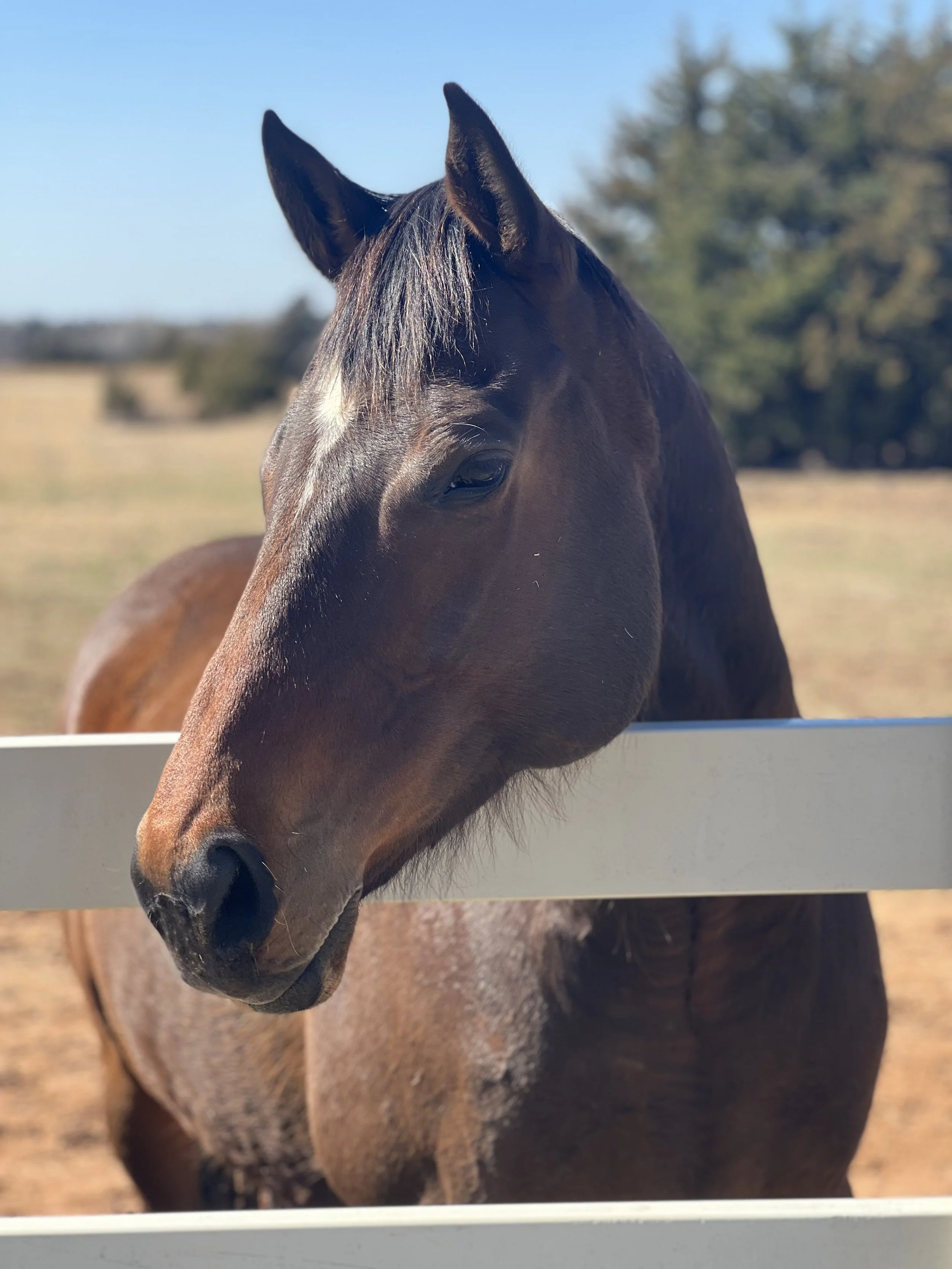 braden side profile no name.JPEG
