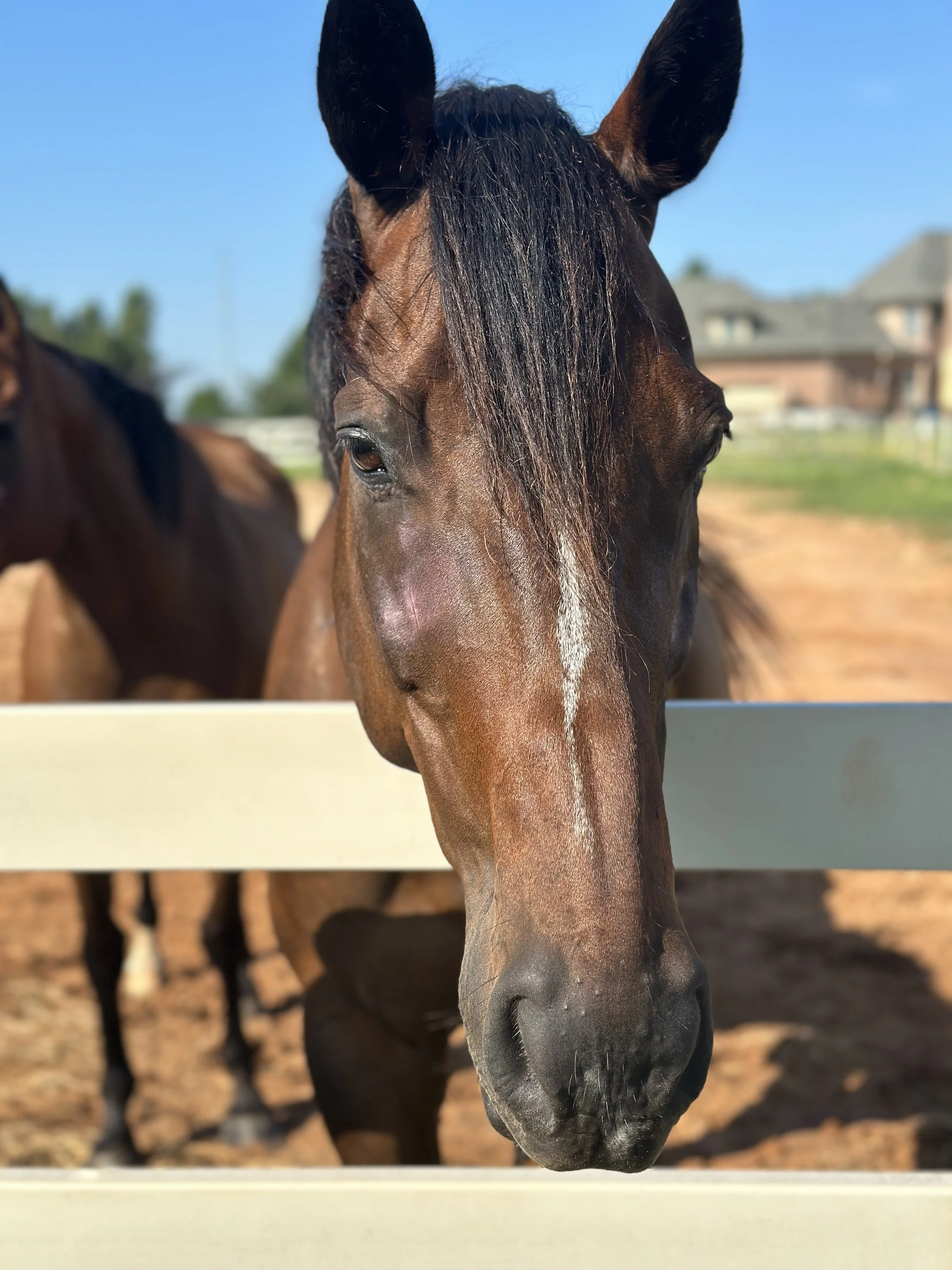 chili being a model.jpeg