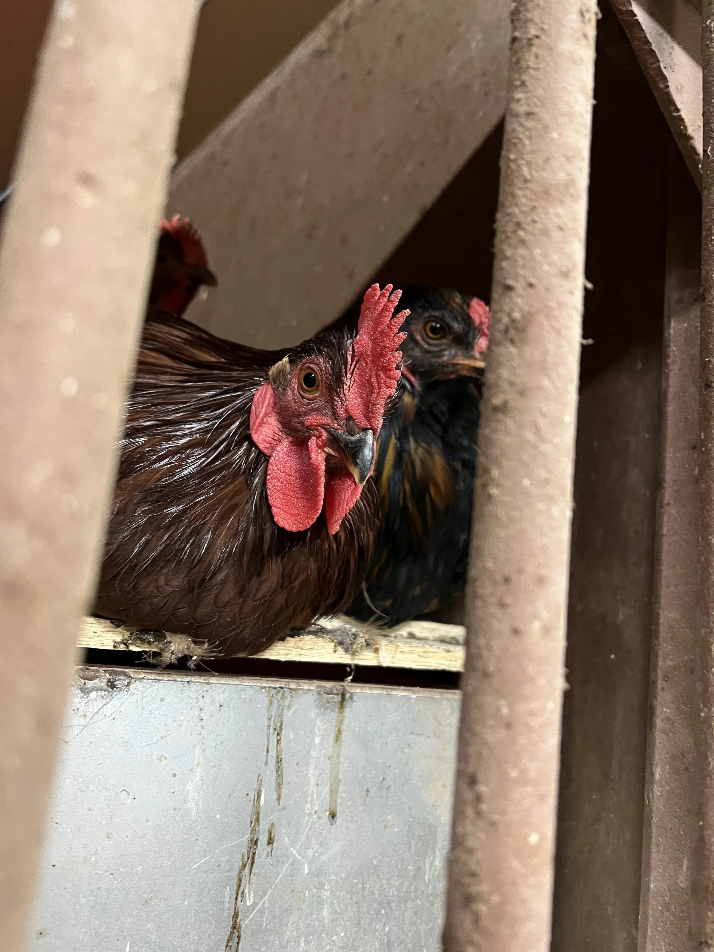 roosters pic.jpg