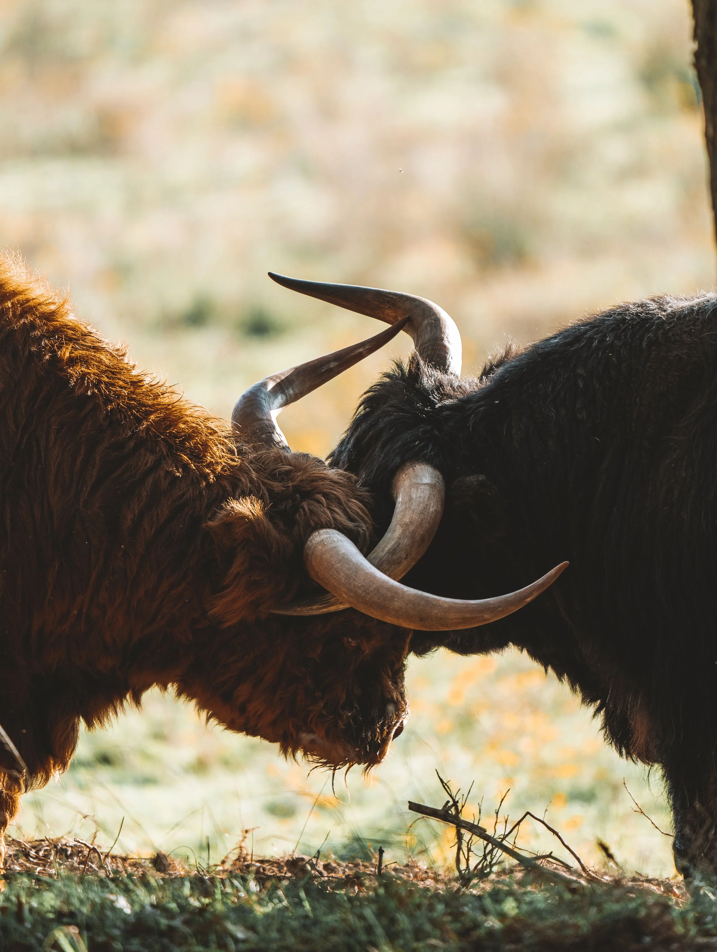 Turnkey vs. Construction: The Head-to-Head True Cost Showdown