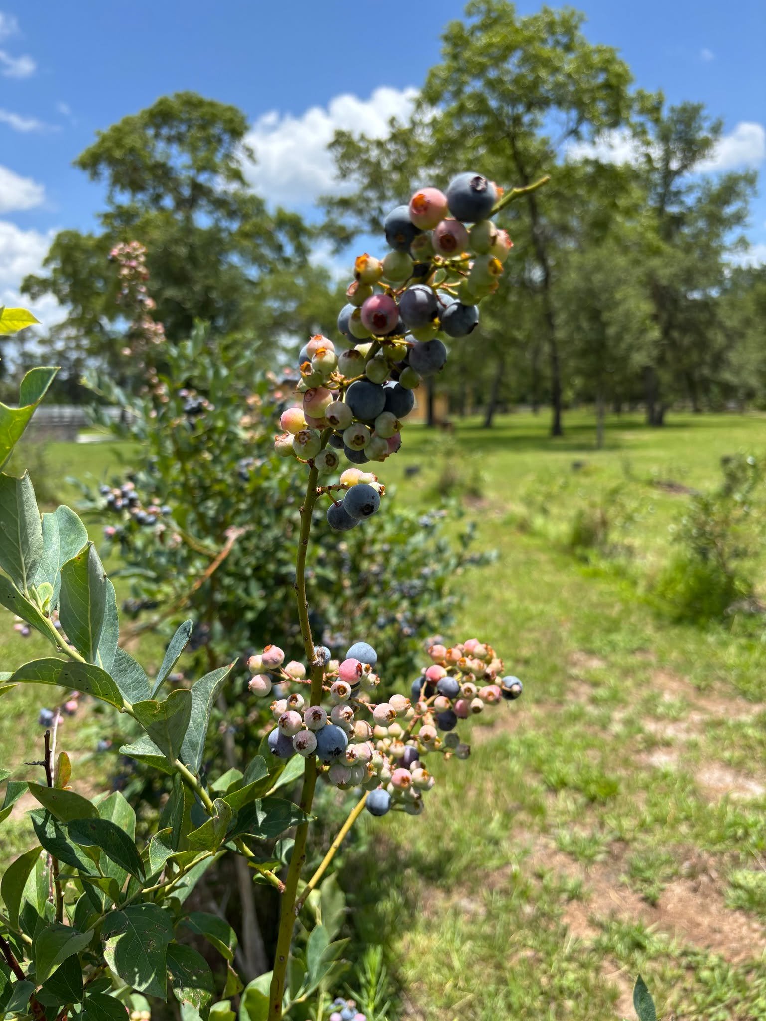 Hello Farm Friends!
Happy Father's Day to all you lovely dads out there! We will be closed for Blueberry picking this weekend to celebrate our lovely dads💕
Hope you all enjoy this weekend with your special guys also!☺
We will be open next Saturday 0