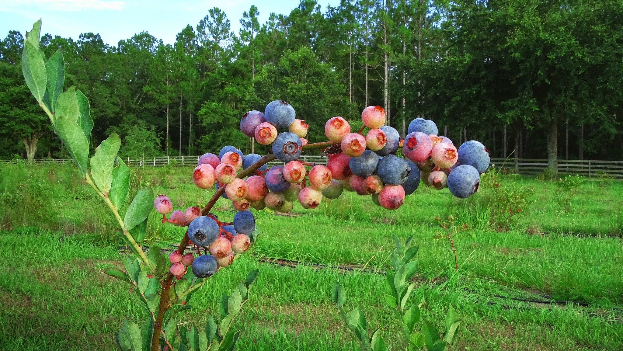 Good morning folks!
This weekend maybe the last for blueberry picking this season🥲Come get em while you can! We are open today and tomorrow, Sat 07/12 and Sun 07/13 from 8am until 12noon. See you all soon😊