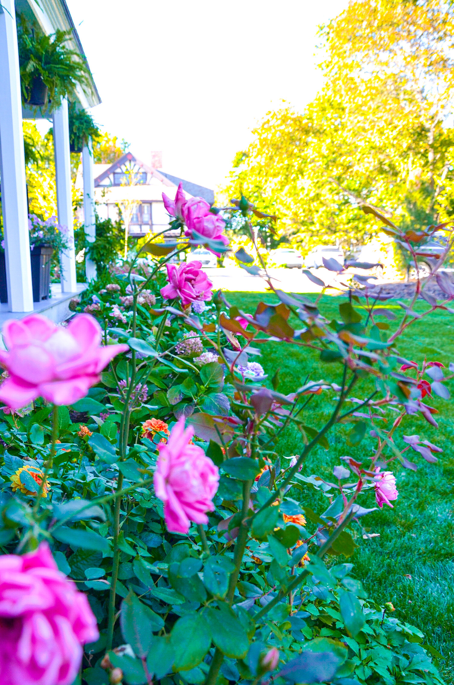 FLOWEr GARDENS BAR HARBOR- best bed and breakfast in bar harbor, Maine 