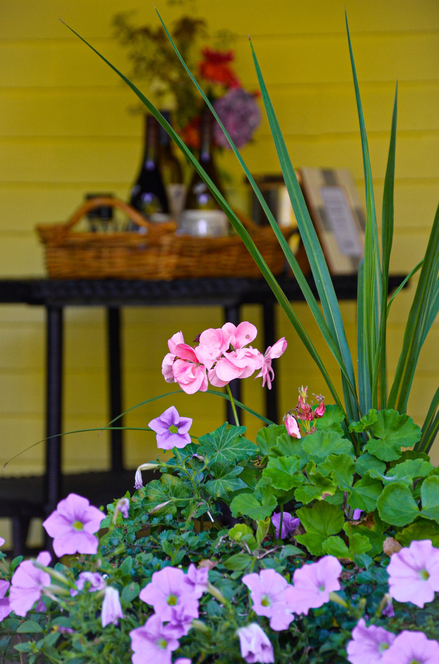 bar harbor maine best bed and breakfast