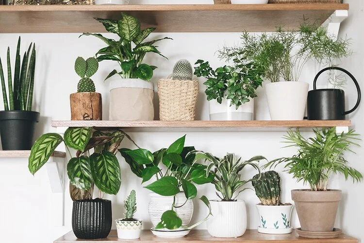 house-plants-feature.jpg