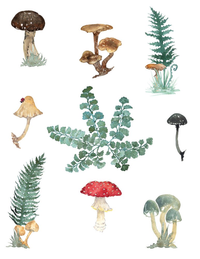 Fern & Mushroom Field Guide Print