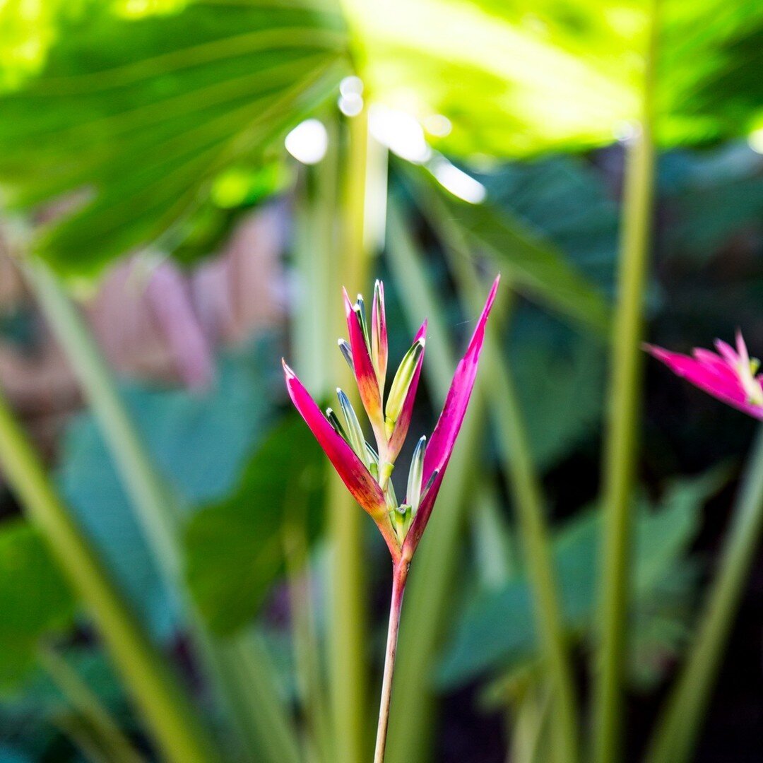 Celebrating the Heliconia.

We have a huge connection to these plants. When planted in the right spot, they are such an asset to a South East Queensland garden. They are a true atmospheric location plant &ndash; when you are around Heliconias in Aust