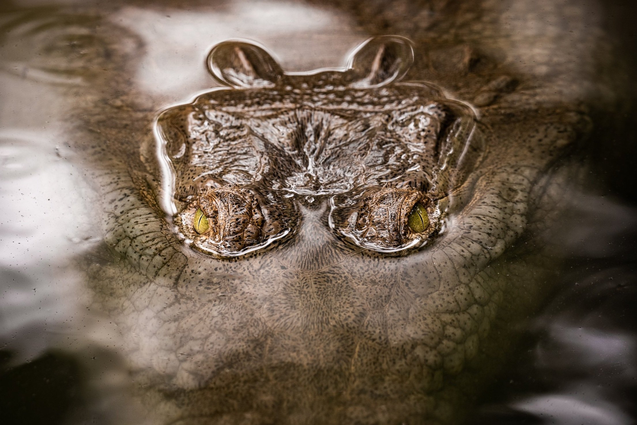 El cocodrilo del Orinoco