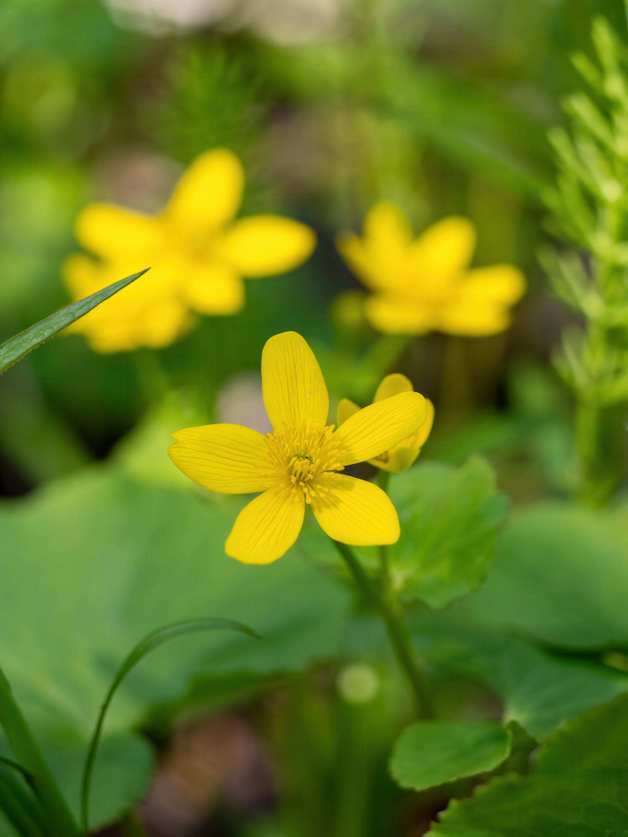 Buttercup.jpeg