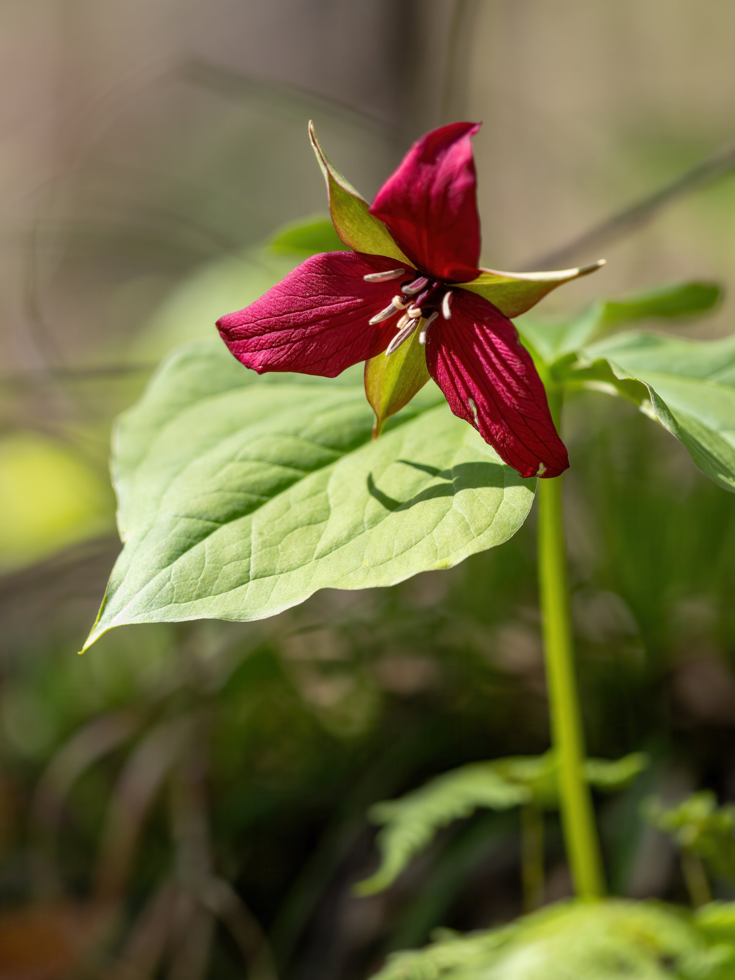 Red Trillium (web).jpeg