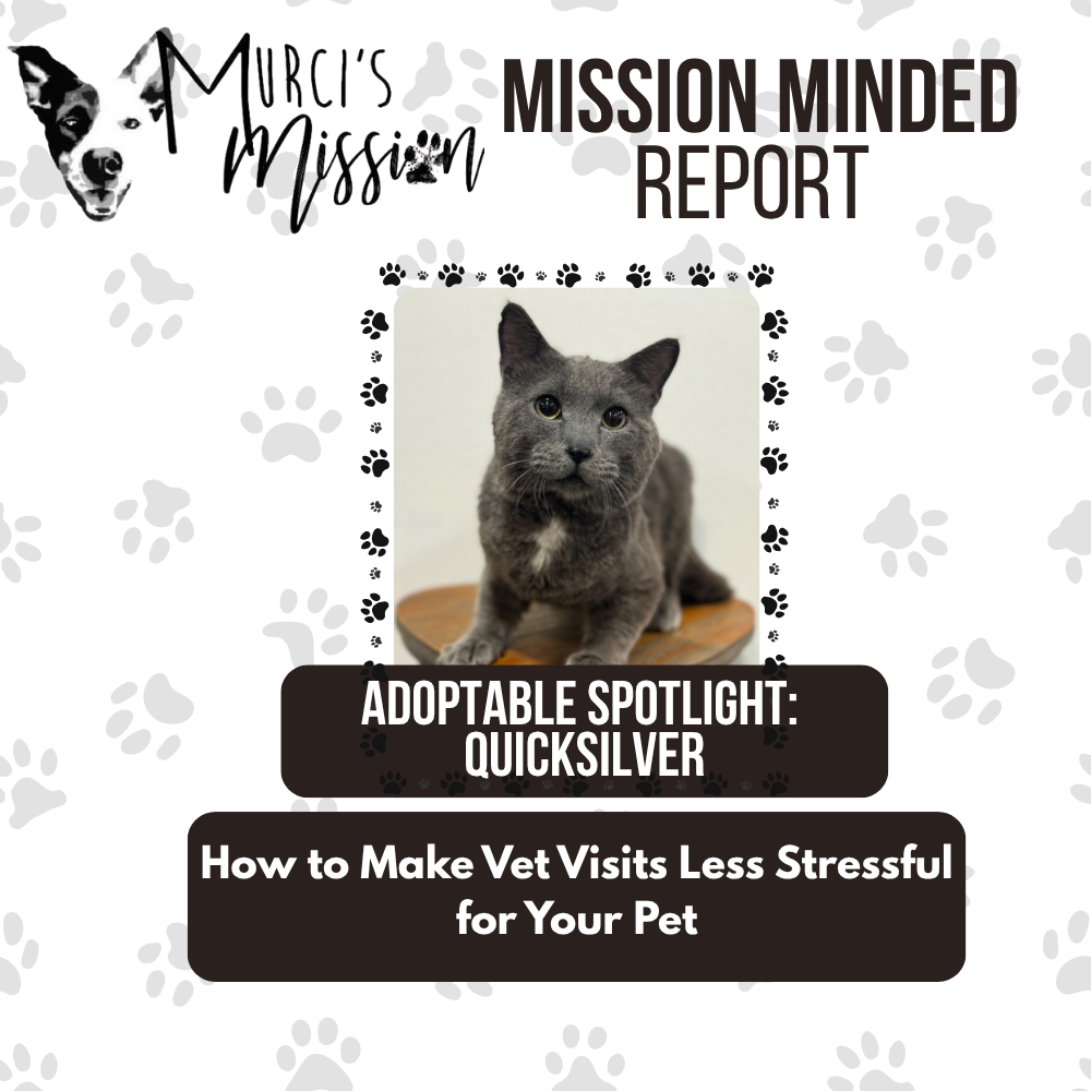 How to Make Vet Visits Less Stressful for Your Pet