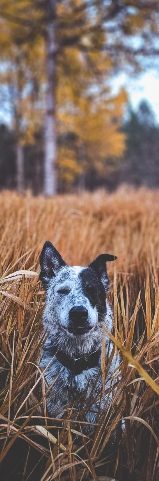 A dog sitting in a field of tall golden grass during fall