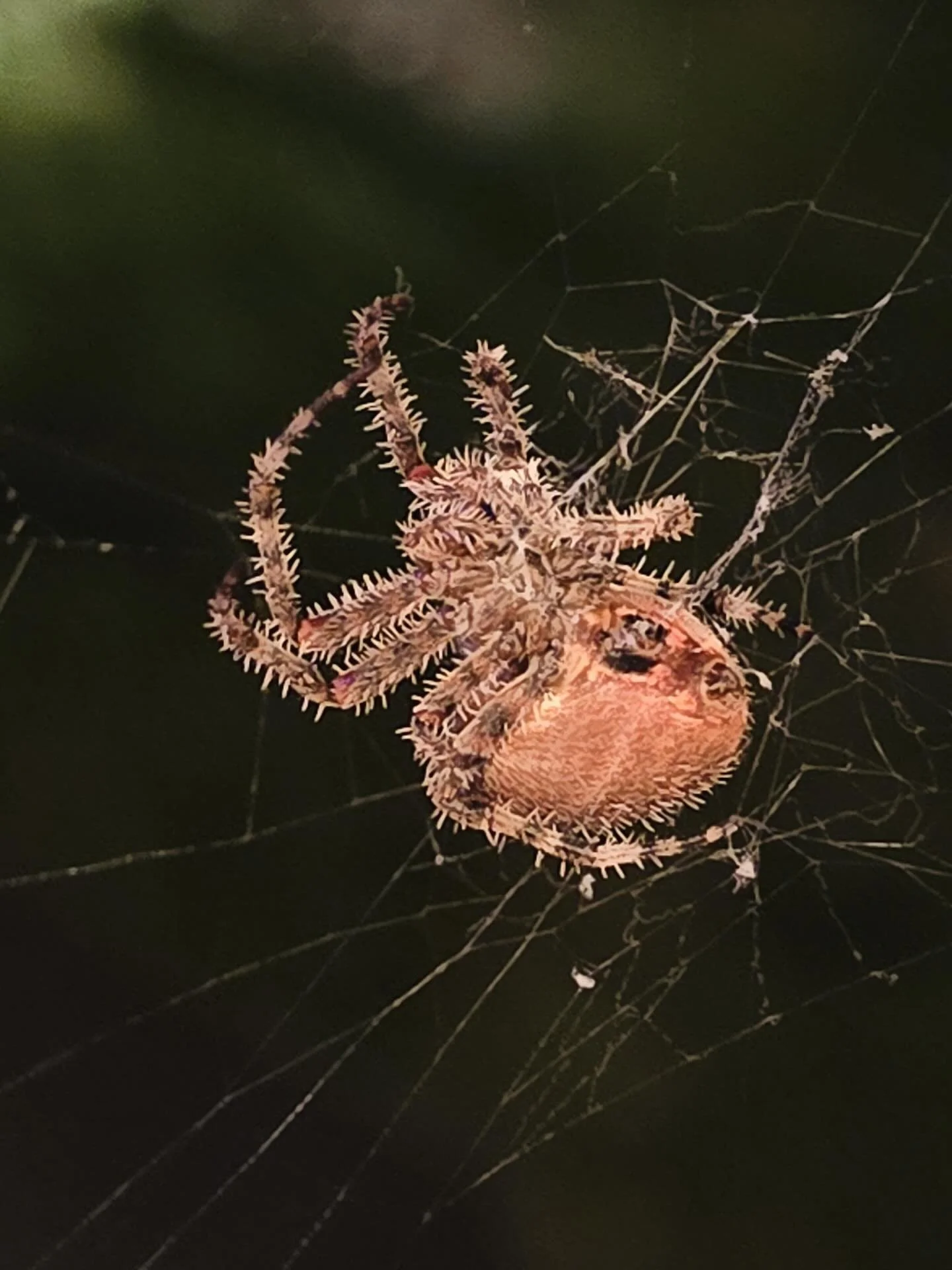 Does anyone even read these captions? Because I have questions:

🤔 Should I have put a sensitive content warning on this post? This post is not for the faint of heart. Here&rsquo;s to losing some followers. 🥂 🕷️ 

🤔 Am I allowed to be jealous tha