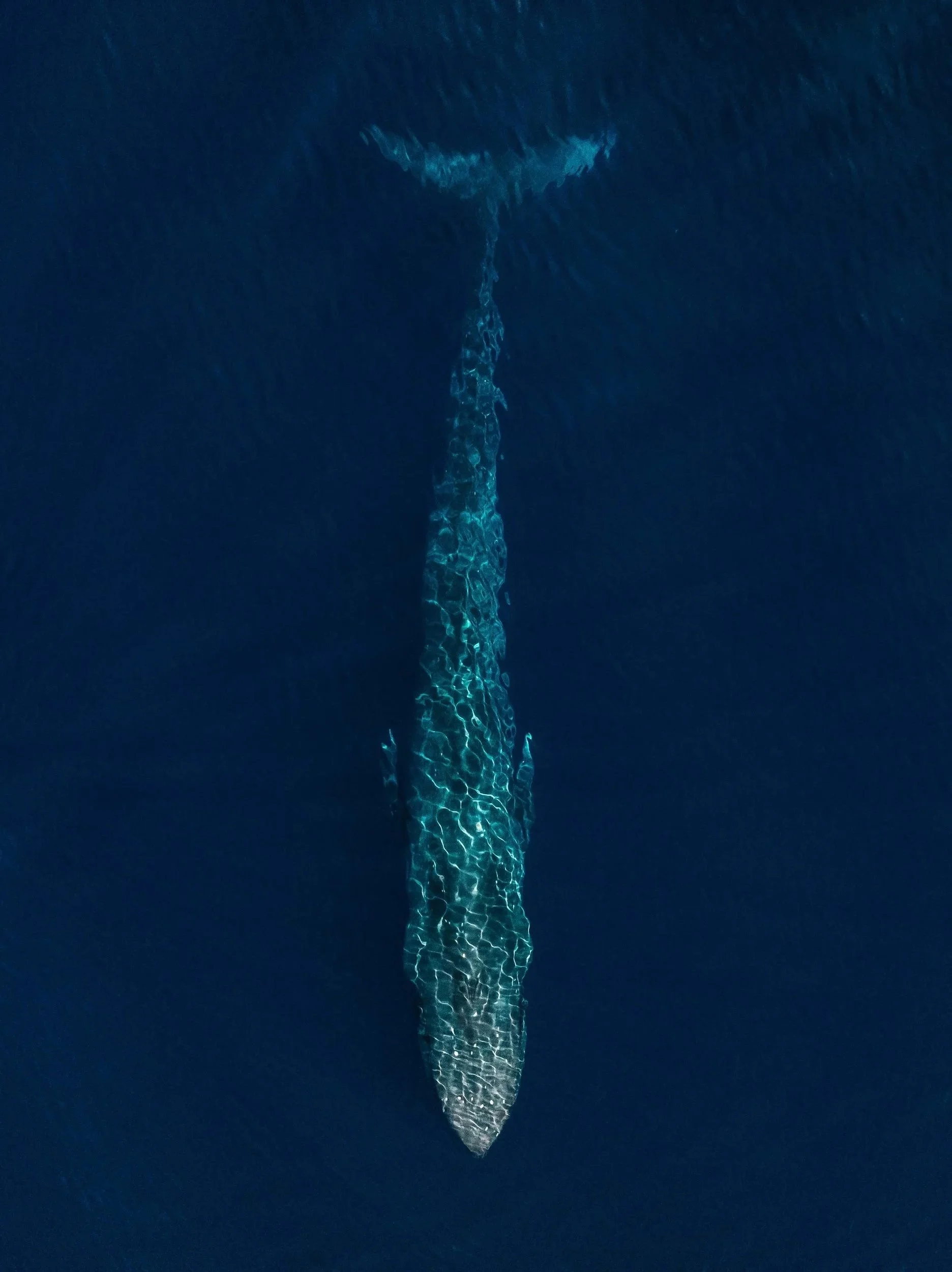 DJI_0910.jpg