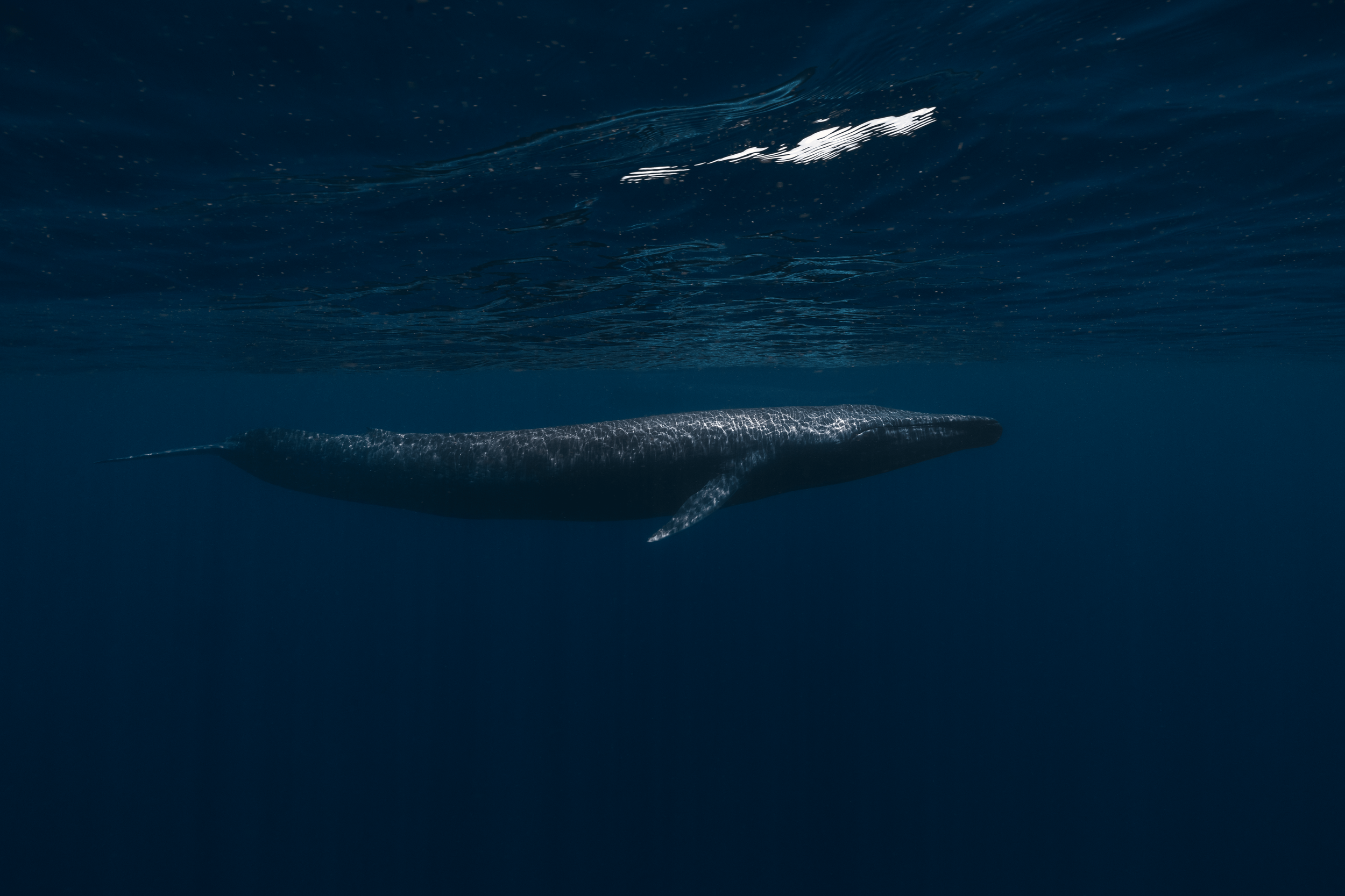 The Mystery of the Pygmy Blue Whale