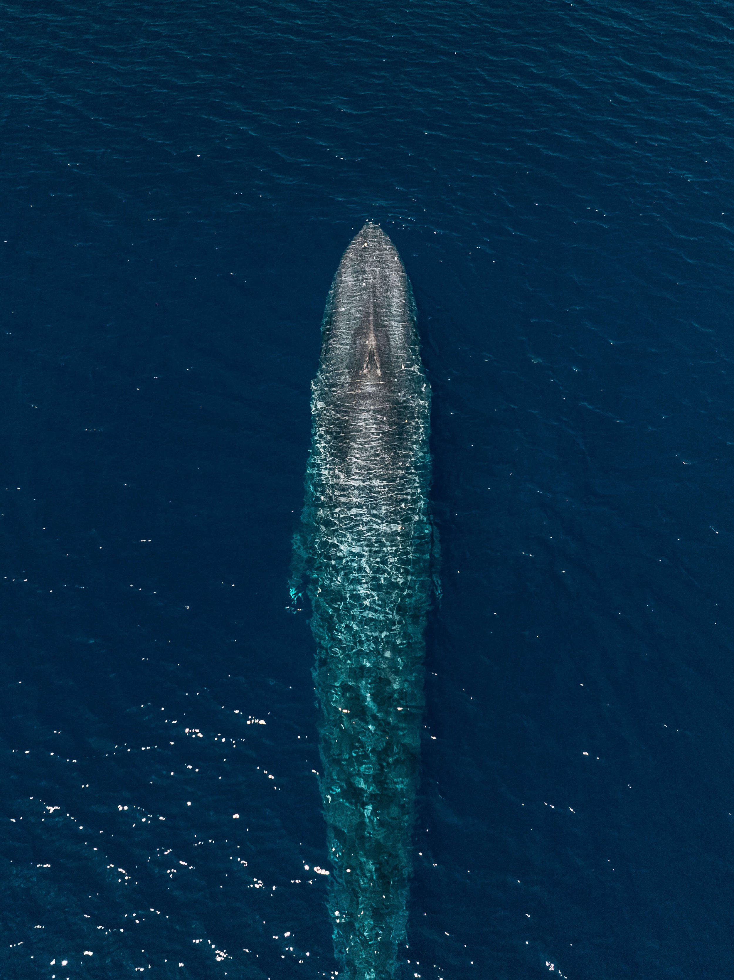 DJI_0978.jpg