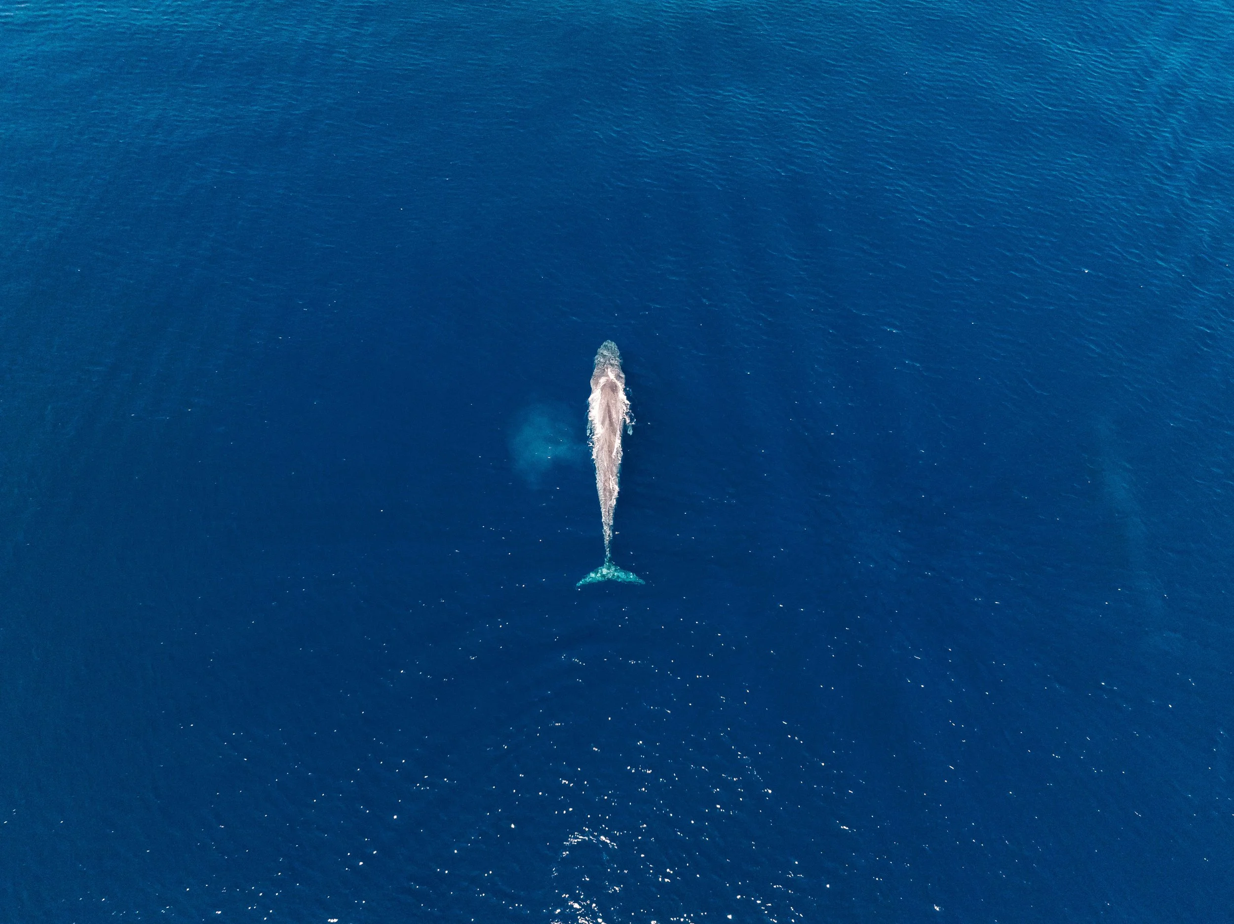 DJI_0992.jpg