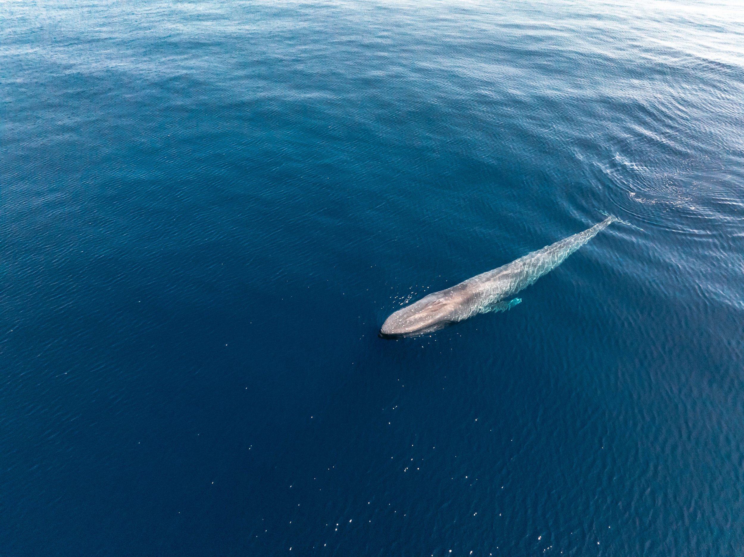 DJI_0948.jpg