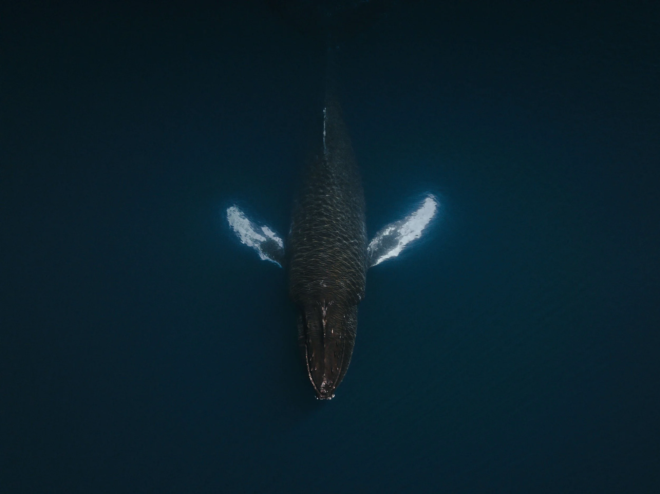 DJI_0905.jpg