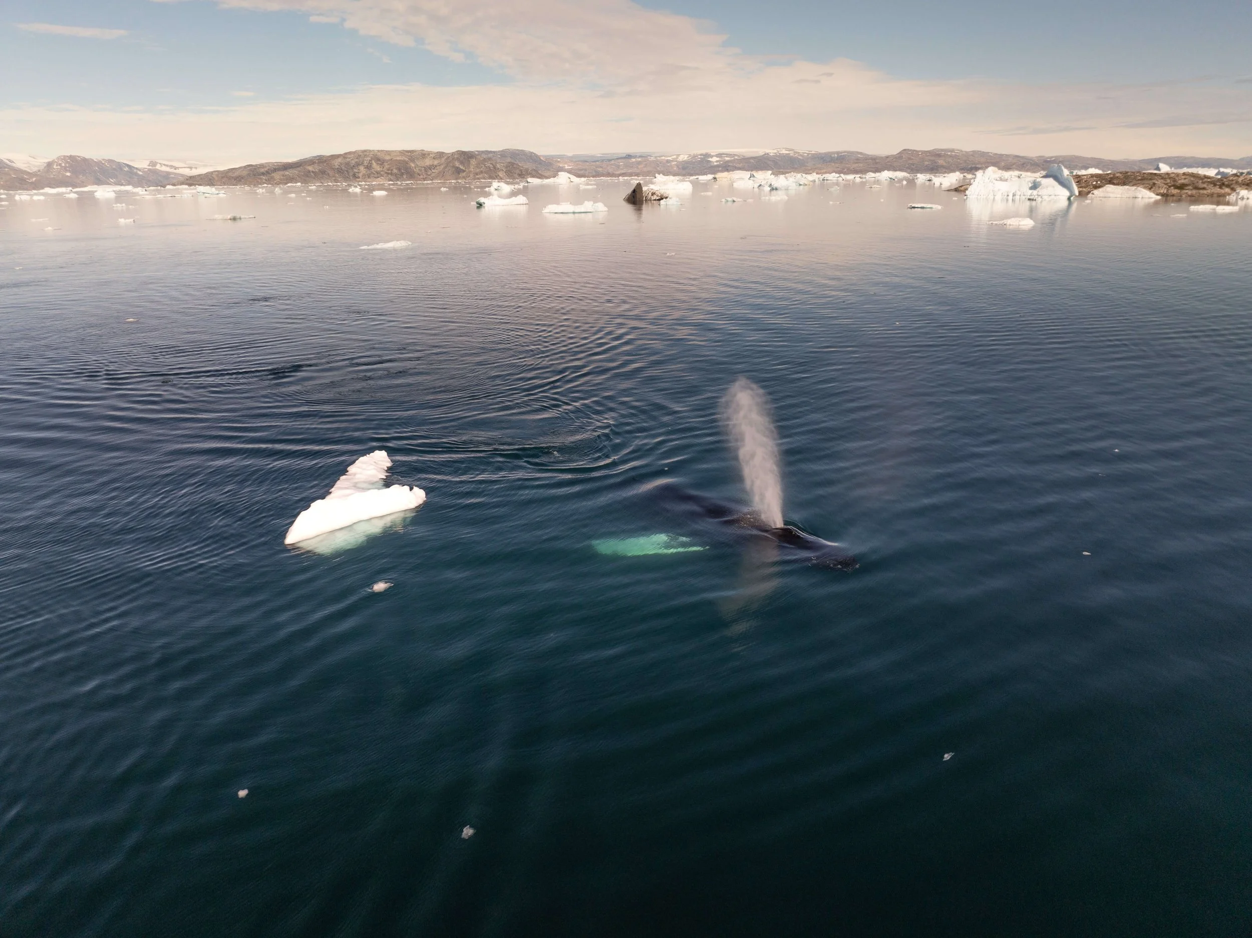 DJI_0773.jpg