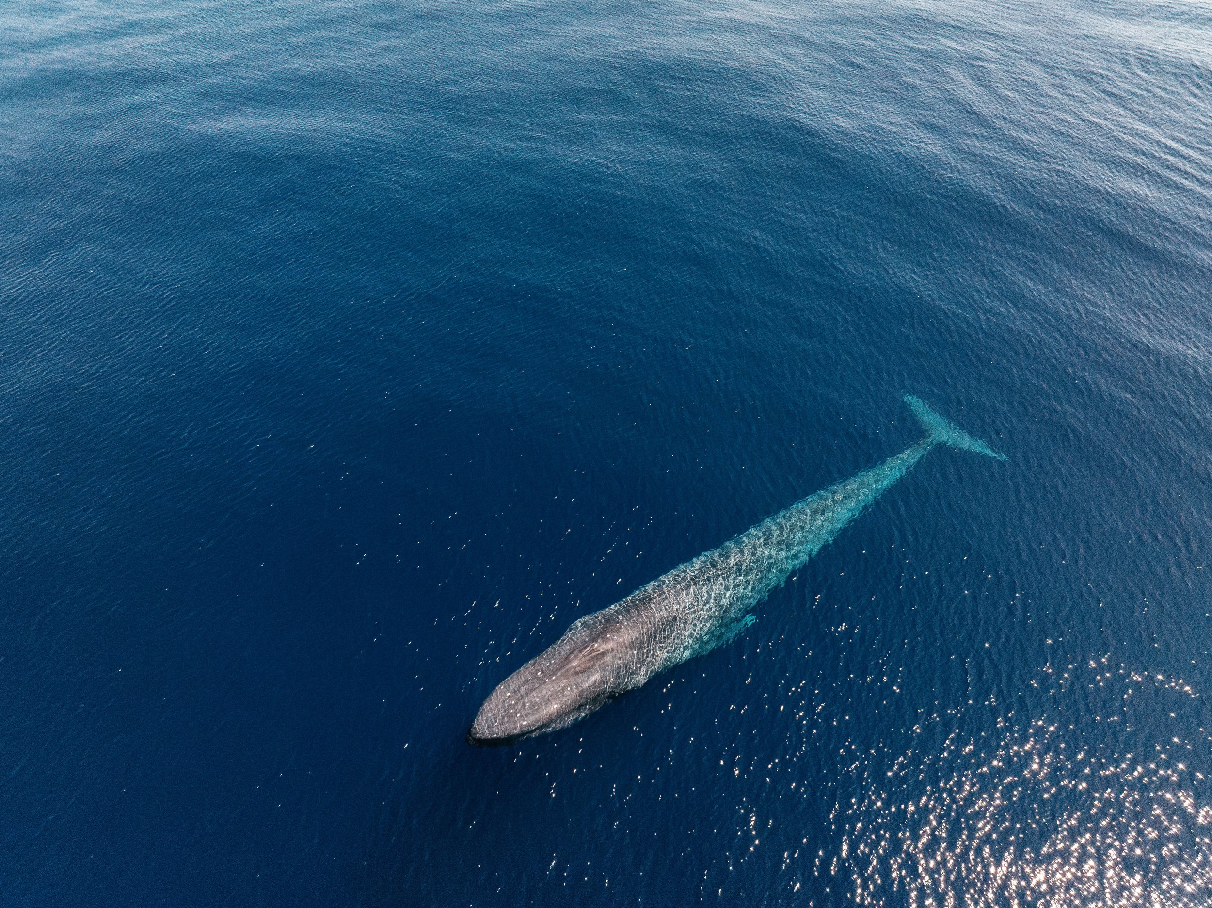 DJI_0930-Enhanced-NR.jpg