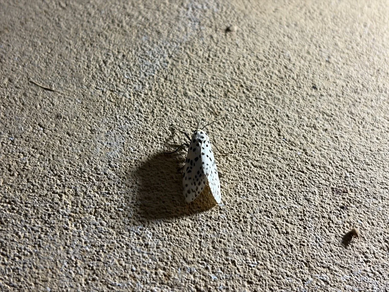 IMG_0393.jpeg