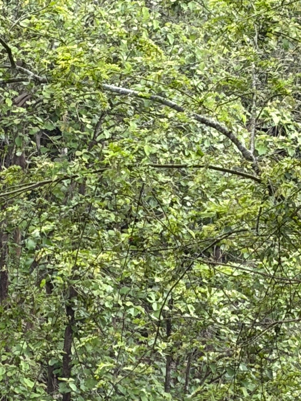 IMG_0143.jpeg