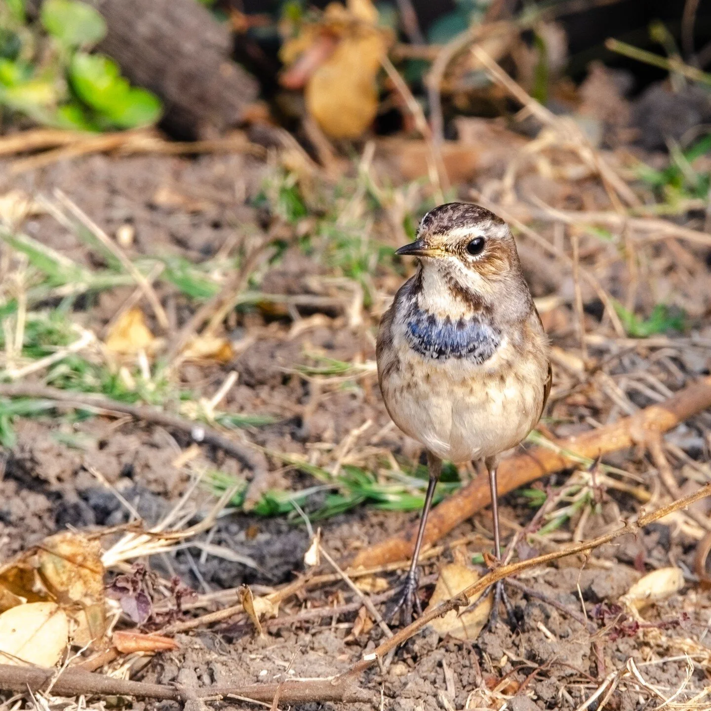 The Blue Throat (Lampornis clemenciae) is a species of hummingbird found in the southwestern United States and Mexico. They have a bright blue throat and breast, a green back and crown, and a white belly. They are relatively small, measuring only abo