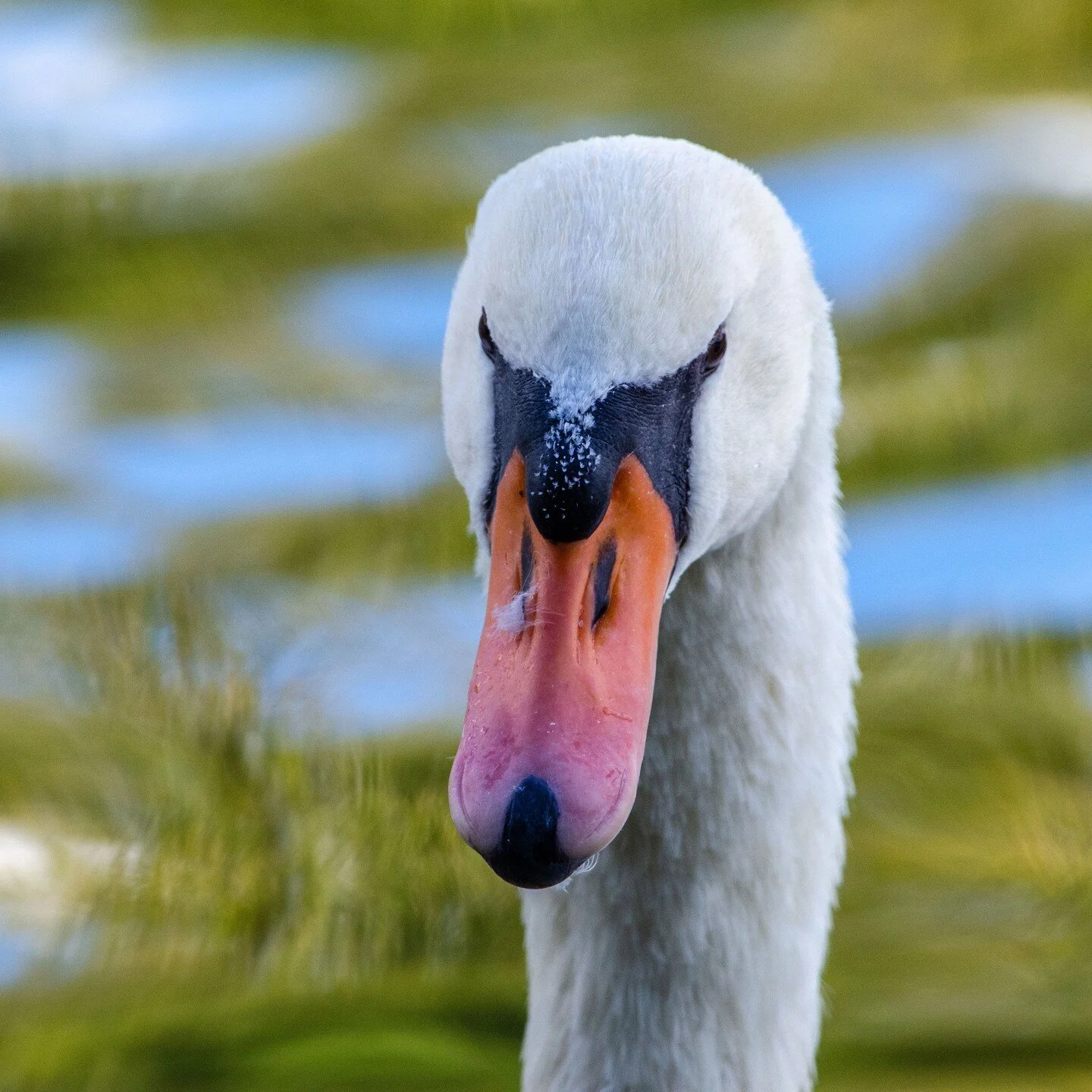 Swan stared at me and minded her own business. 🤣😊