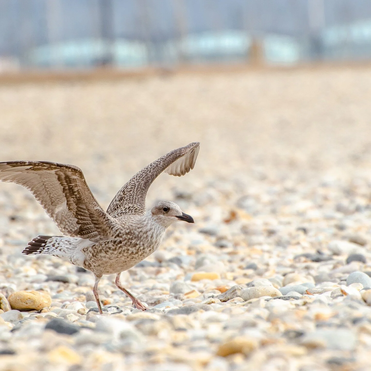 Seagulls.
Seagulls can drink both fresh and salt water. Seagulls possess special pair of glands right above their eyes specifically designed to flush the salt from their systems through openings in the bill.

Seagulls can learn, remember and even pas