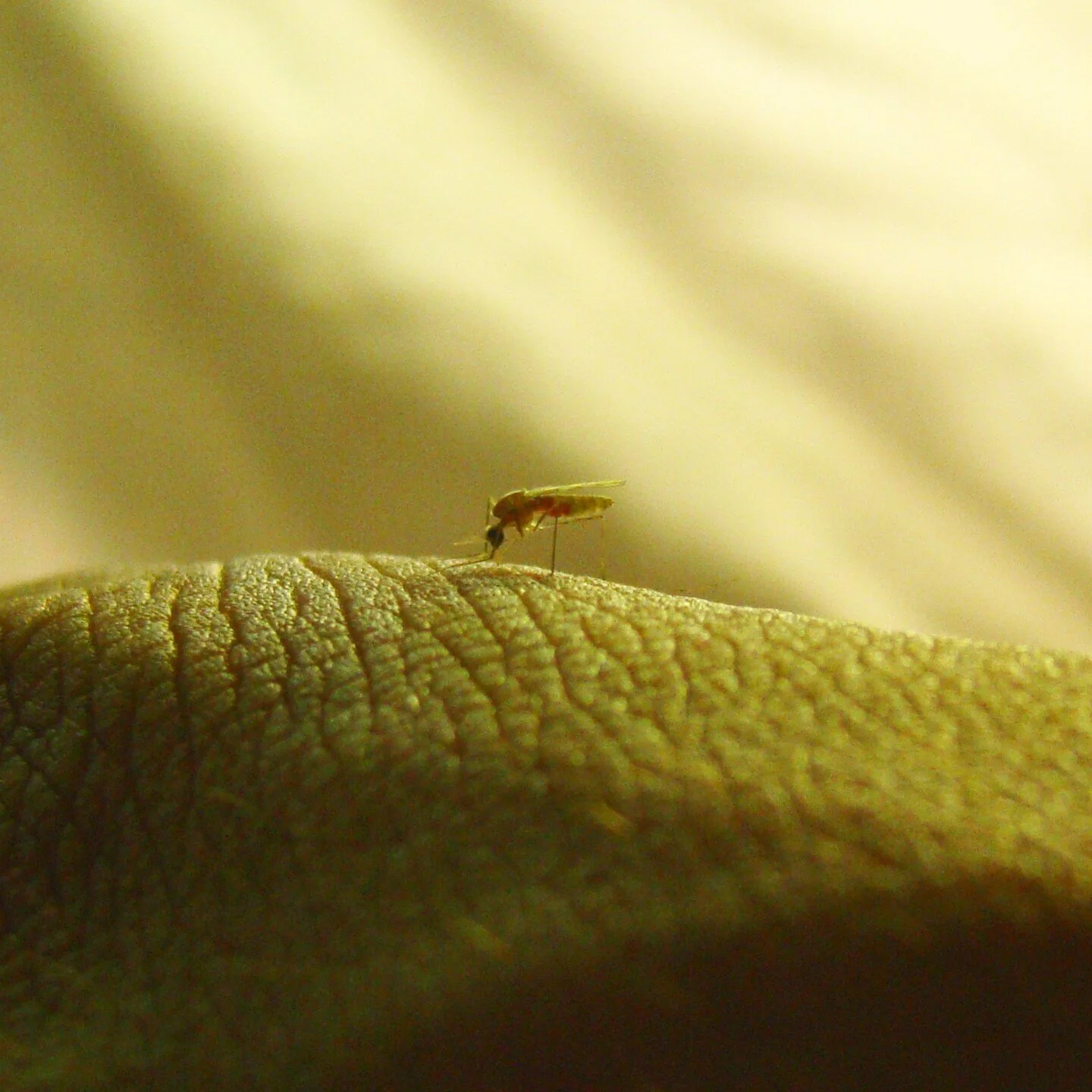 Lab-grown Anopheles culicifacies mosquitoes feed on my hand, watch their stomachs fill with blood.