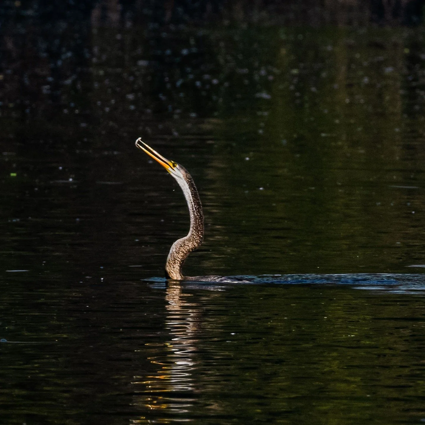 The snake bird's unique hunting style, known as its &quot;snake-like&quot; neck and its ability to catch fish from the water makes it an interesting bird to watch.