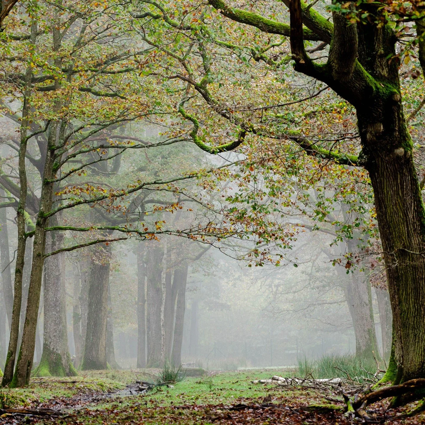 Rambouillet Forest, France.