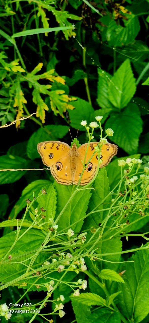 WhatsApp Image 2025-08-10 at 19.09.52.jpeg