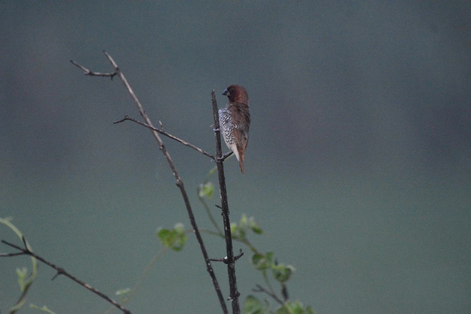 WhatsApp Image 2025-08-10 at 22.06.28.jpeg