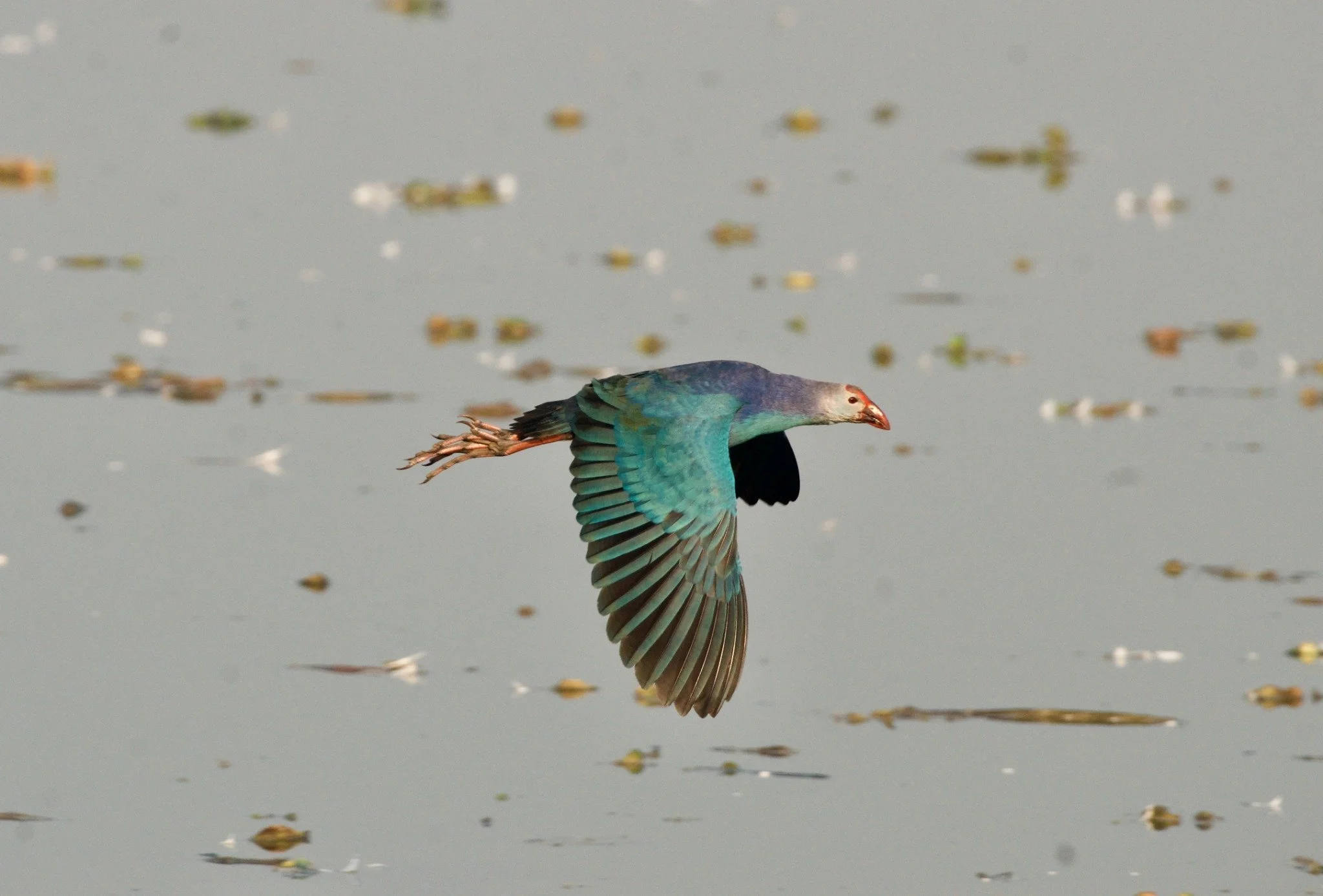 Surajpur Wetland and Natural Forest