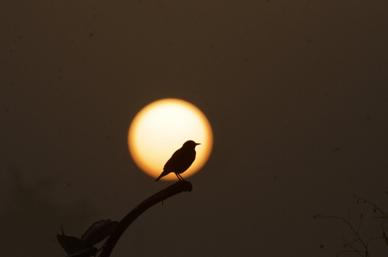 Surajpur Wetlands Forest: March 2026