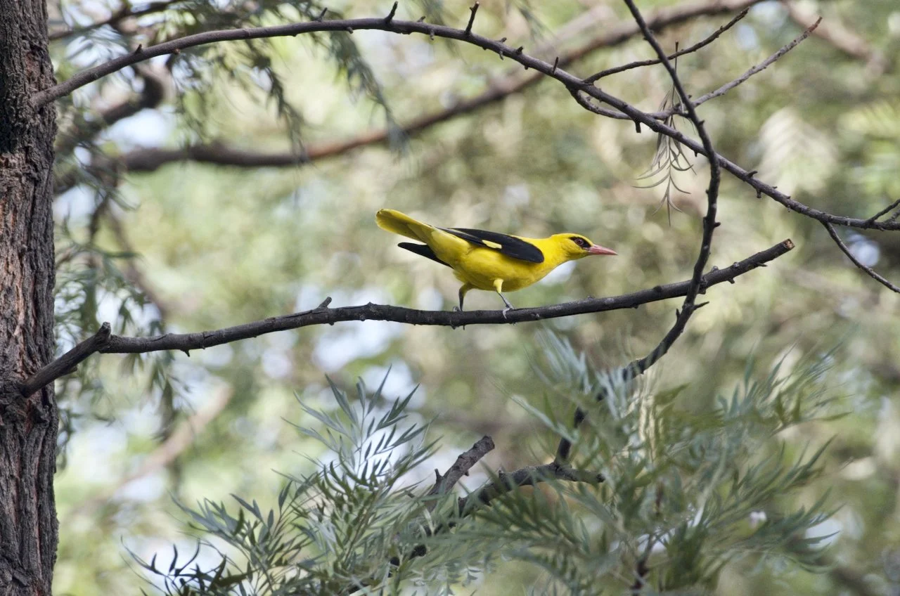 Amrut Biodiversity Park Visit | June 2026