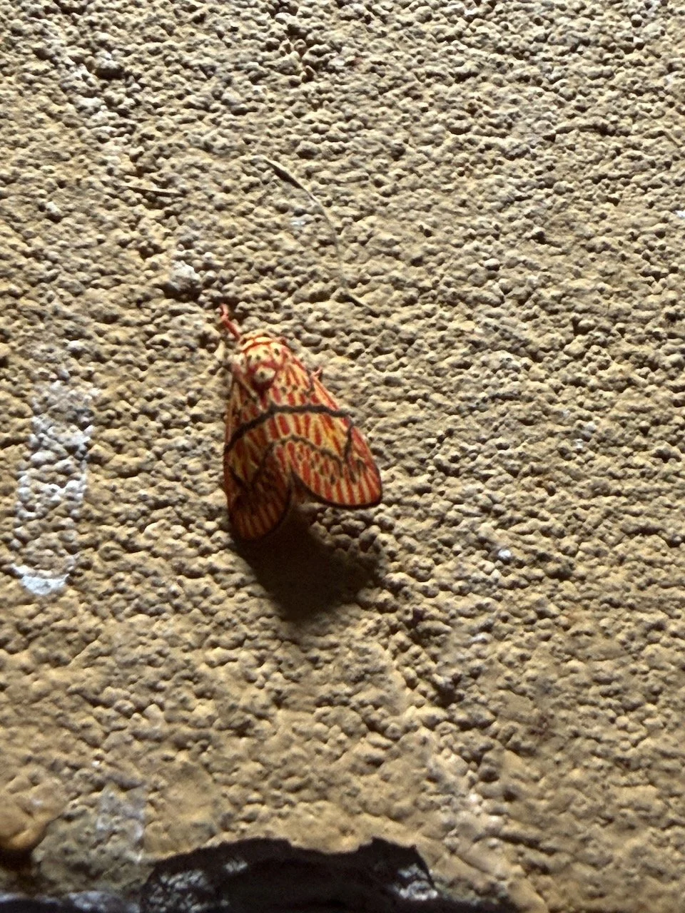 IMG_0546.jpeg
